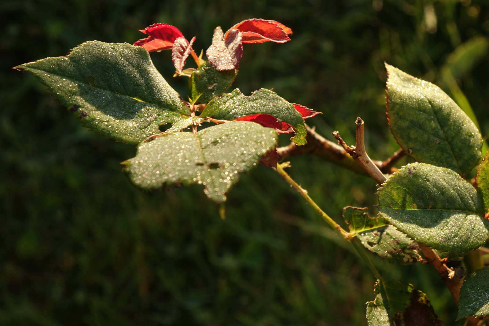 Quelques feuilles du rosier couvertes de rosée, éclairées par le soleil du matin