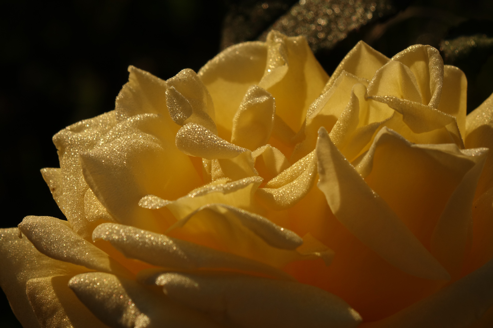 La même rose vue de plus près, on peut voir de petites gouttes de rosée