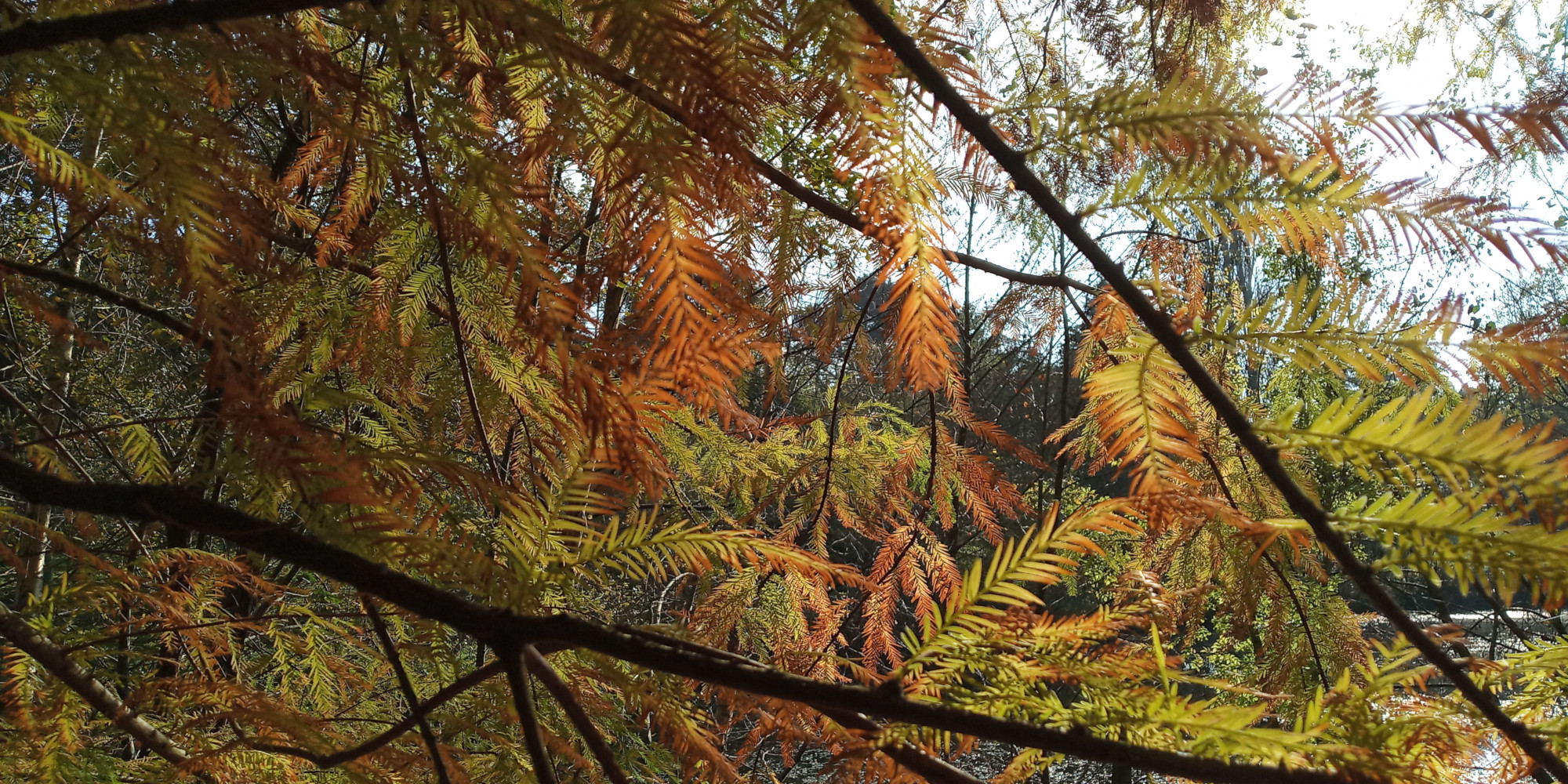 Des branchage s à contre jour