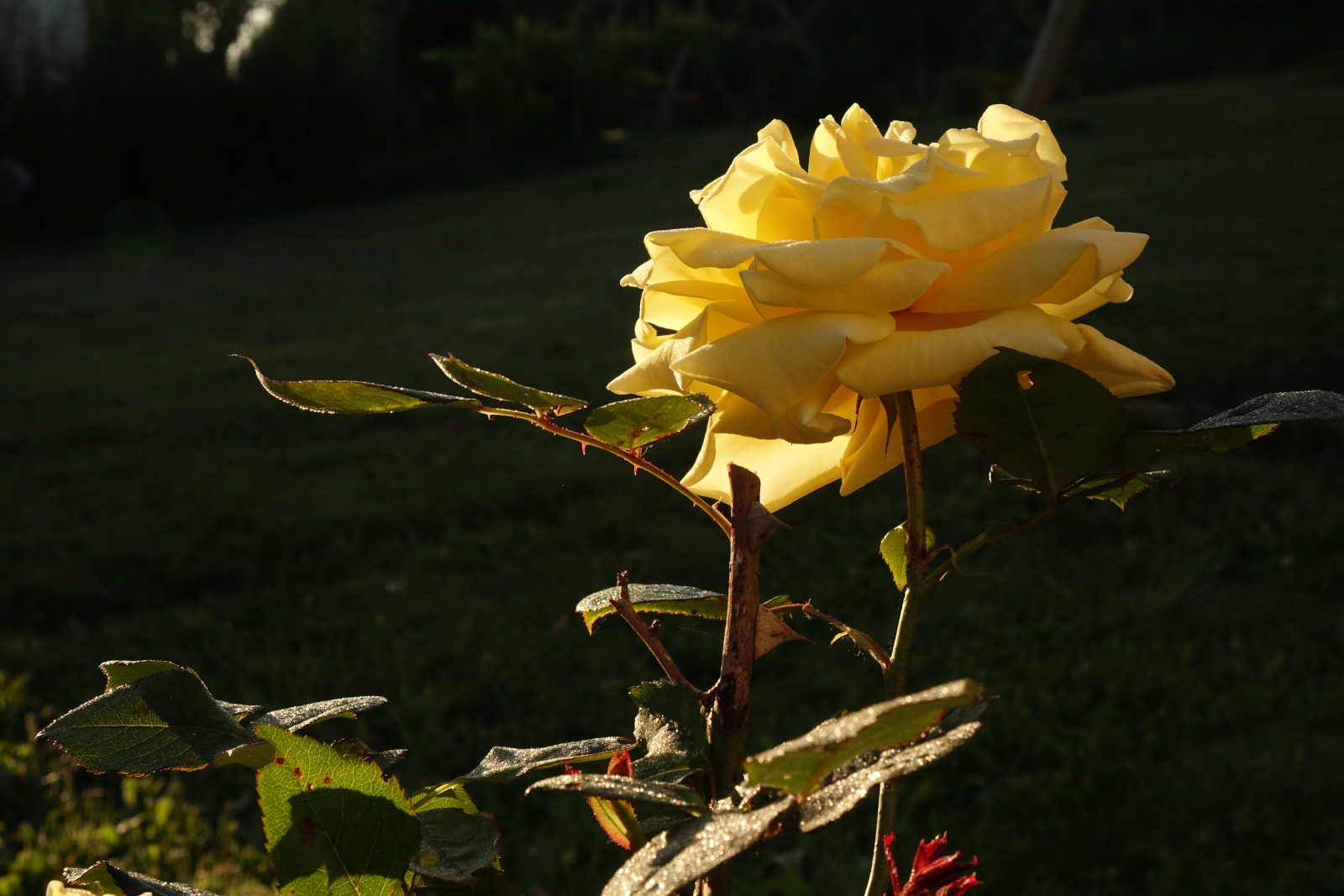 Une rose jaune éclairée par le soleil de l'aube avec quelques branches et feuilles